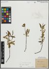 Foto von Salix alba L. x Salix fragilis L.